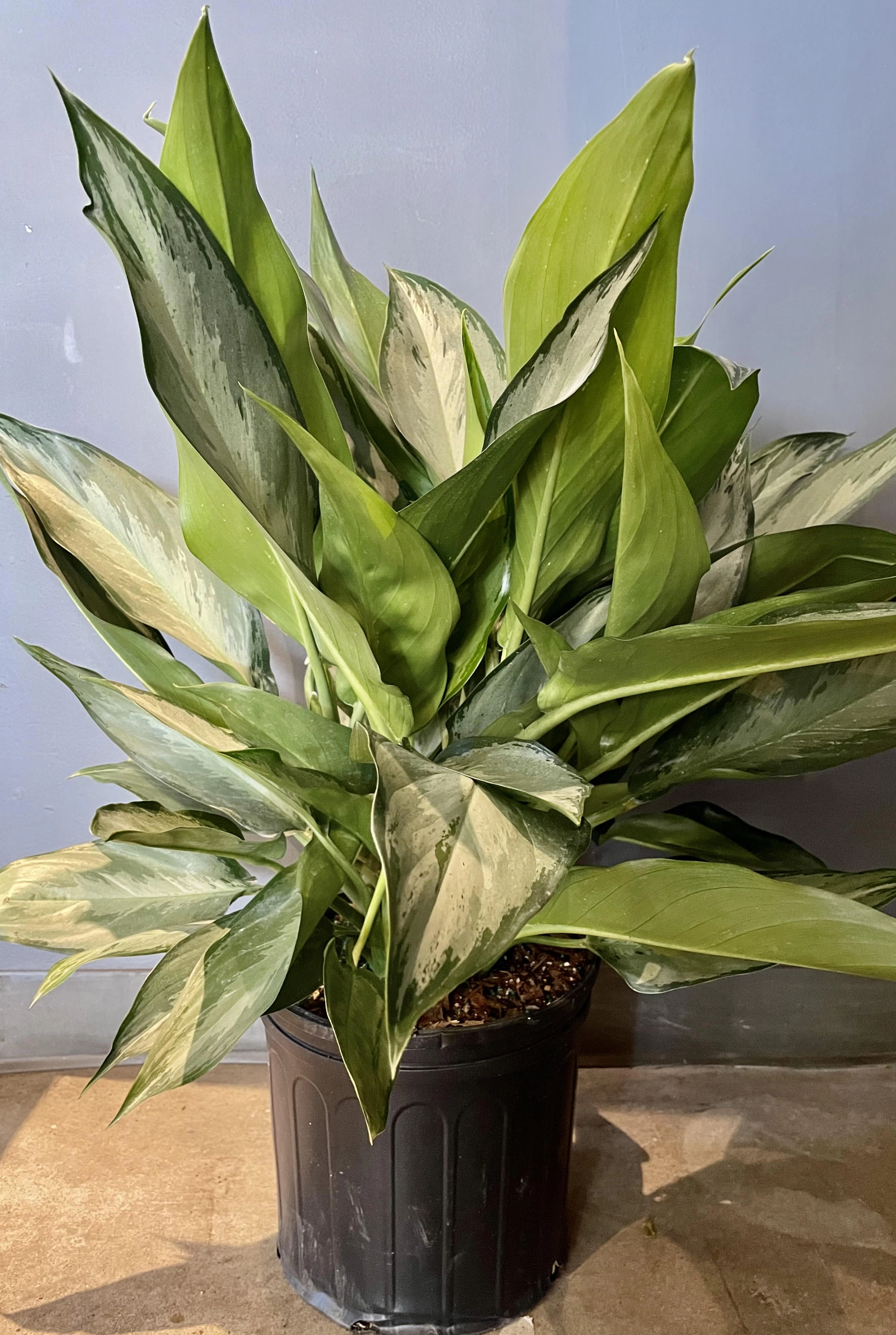 Aglaonema 'Silverado' 10"