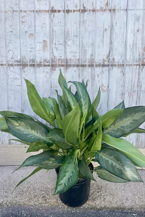 Aglaonema 'Silverado' 10" medium flower pot  