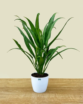 Aglaonema Commutatum Silver Queen medium flower pot  
