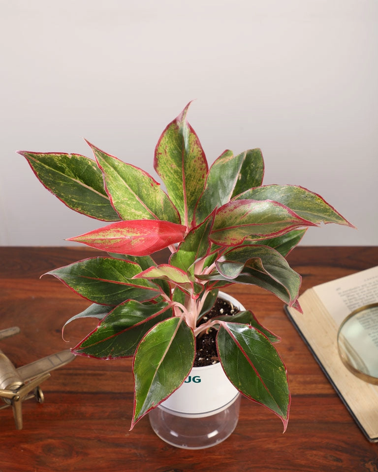 Aglaonema Lipstick In Self Watering Pot