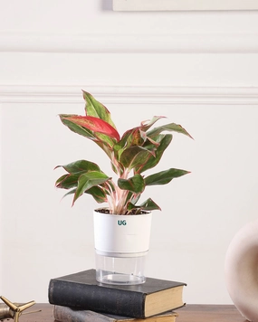Aglaonema Lipstick In Self Watering Pot medium flower pot  