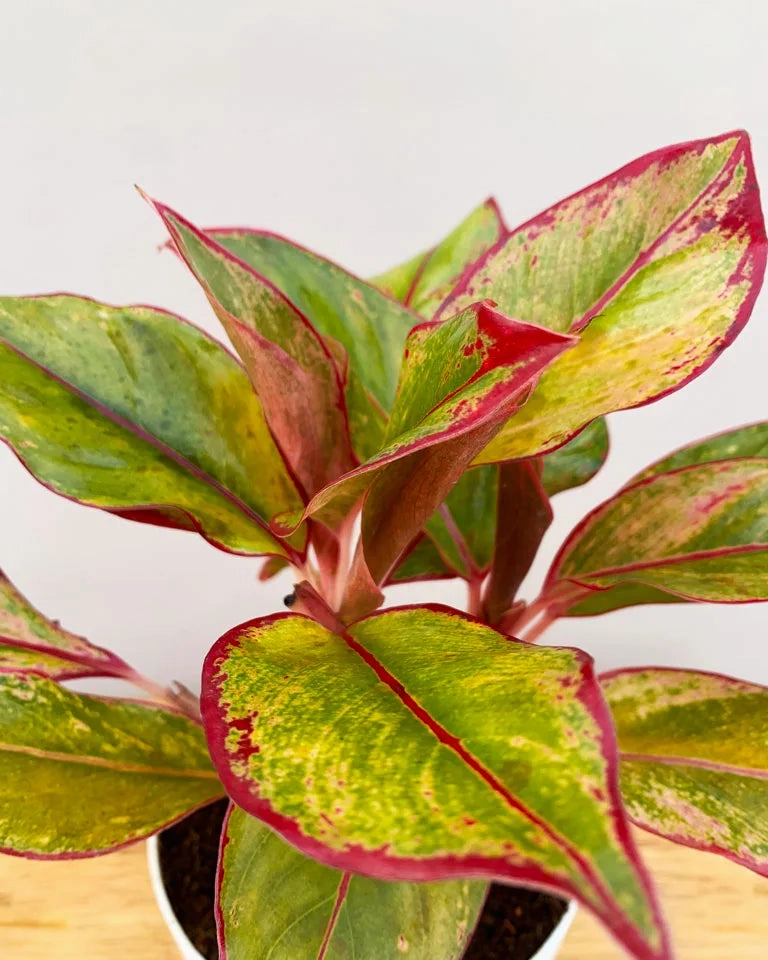 Aglaonema Lipstick Plant