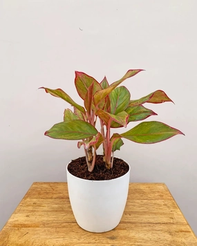Aglaonema Lipstick Plant medium flower pot  