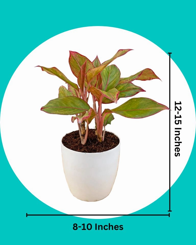 Aglaonema Lipstick Plant
