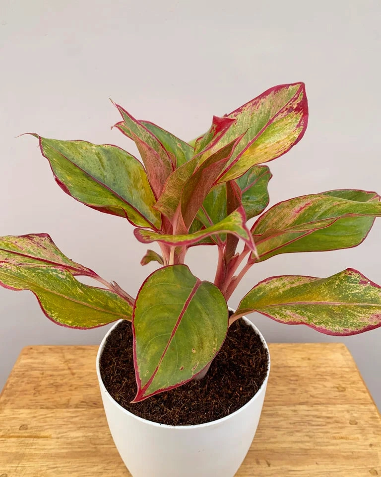 Aglaonema Lipstick Plant