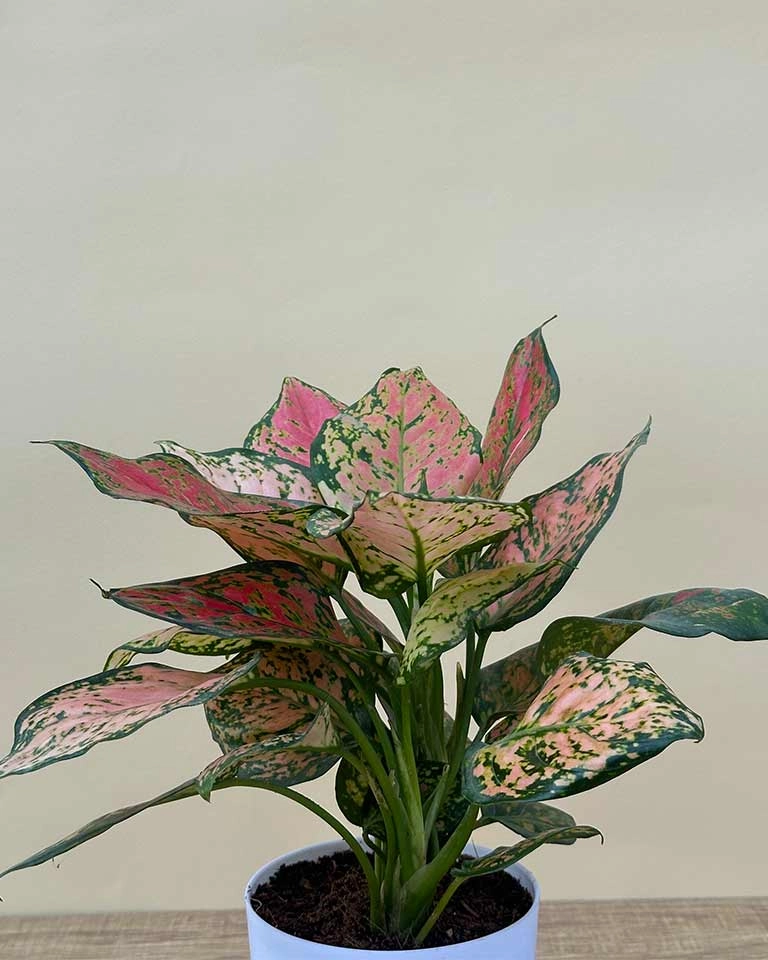 Aglaonema Pink Plant