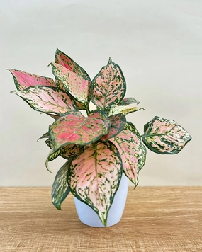 Aglaonema Pink Plant medium flower pot  