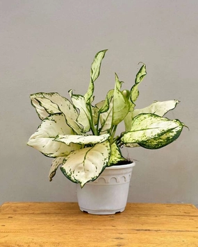 Aglaonema Super White Plant medium flower pot  