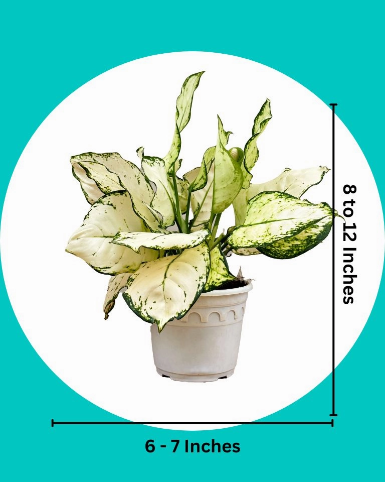 Aglaonema Super White Plant