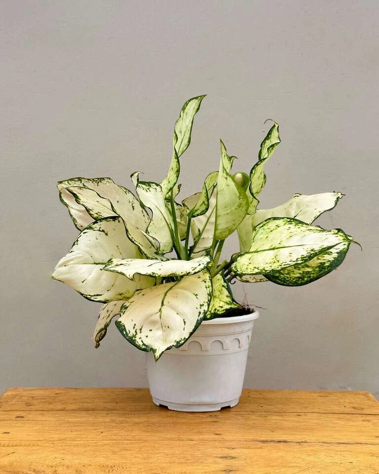 Aglaonema Super White Plant medium flower pot  
