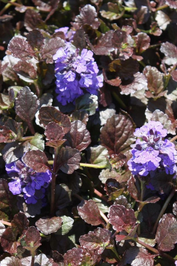 Ajuga 'Black Scallop' 1qt