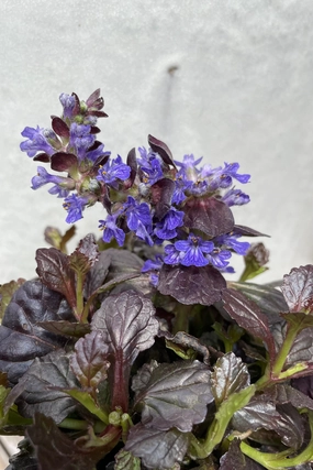 Ajuga 'Black Scallop' 1qt decorative flowerpot  