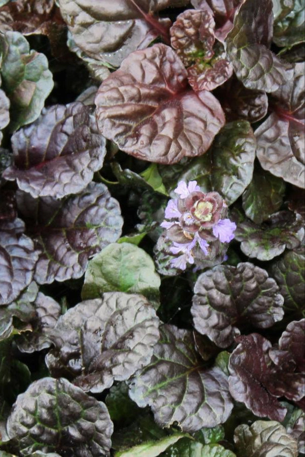 Ajuga 'Black Scallop' 1qt