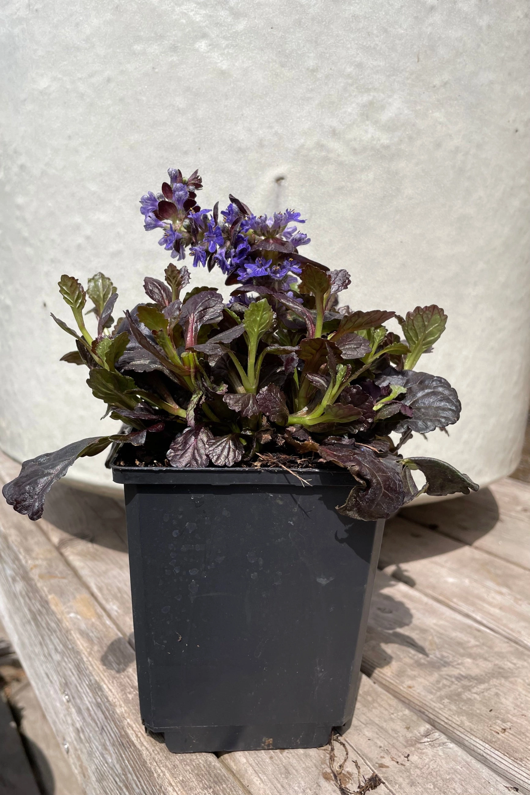 Ajuga 'Black Scallop' 1qt
