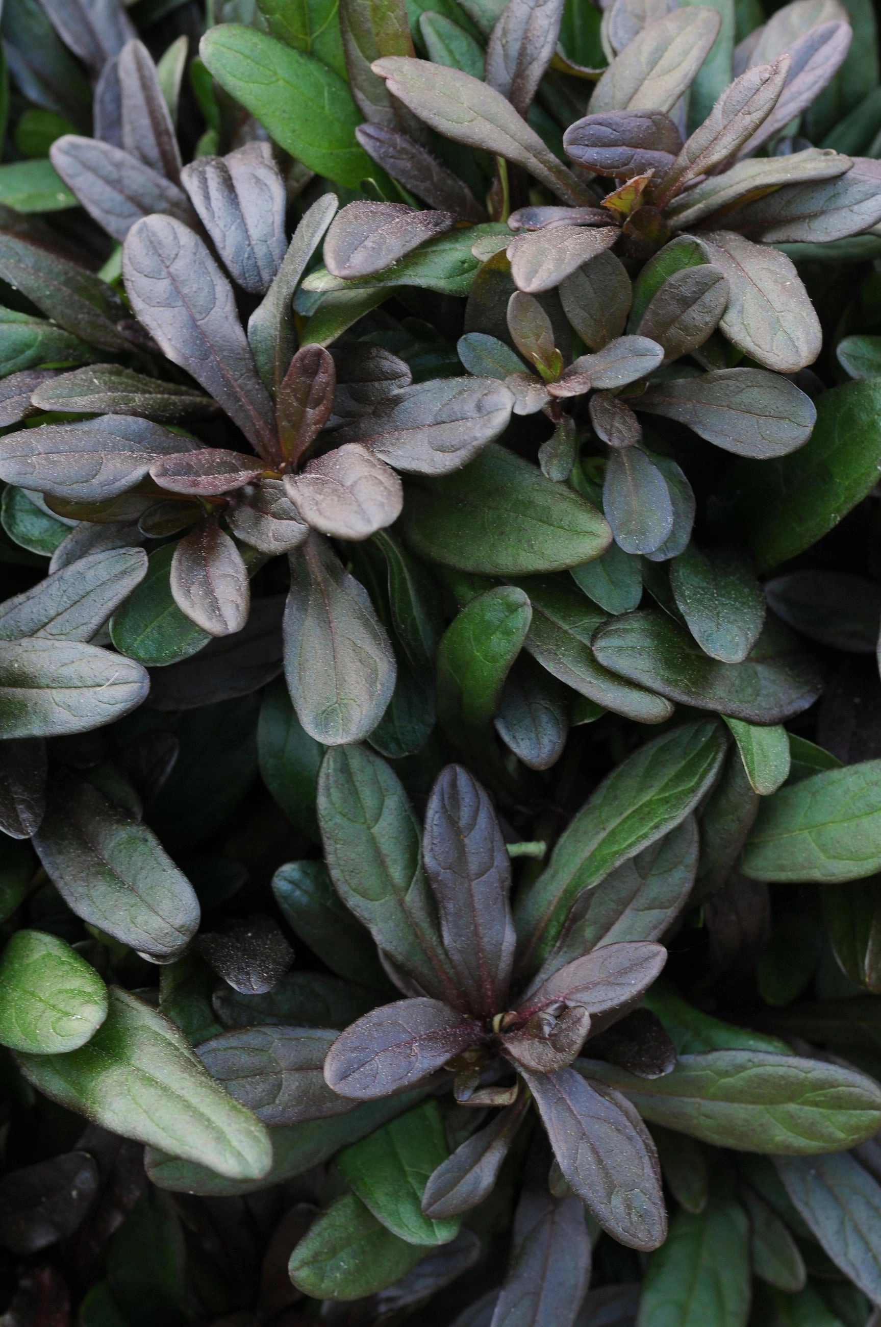 Ajuga repetans 'Chocolate Chip' 1qt decorative flowerpot  