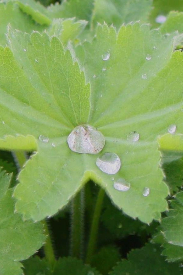 Alchemilla mollis #1