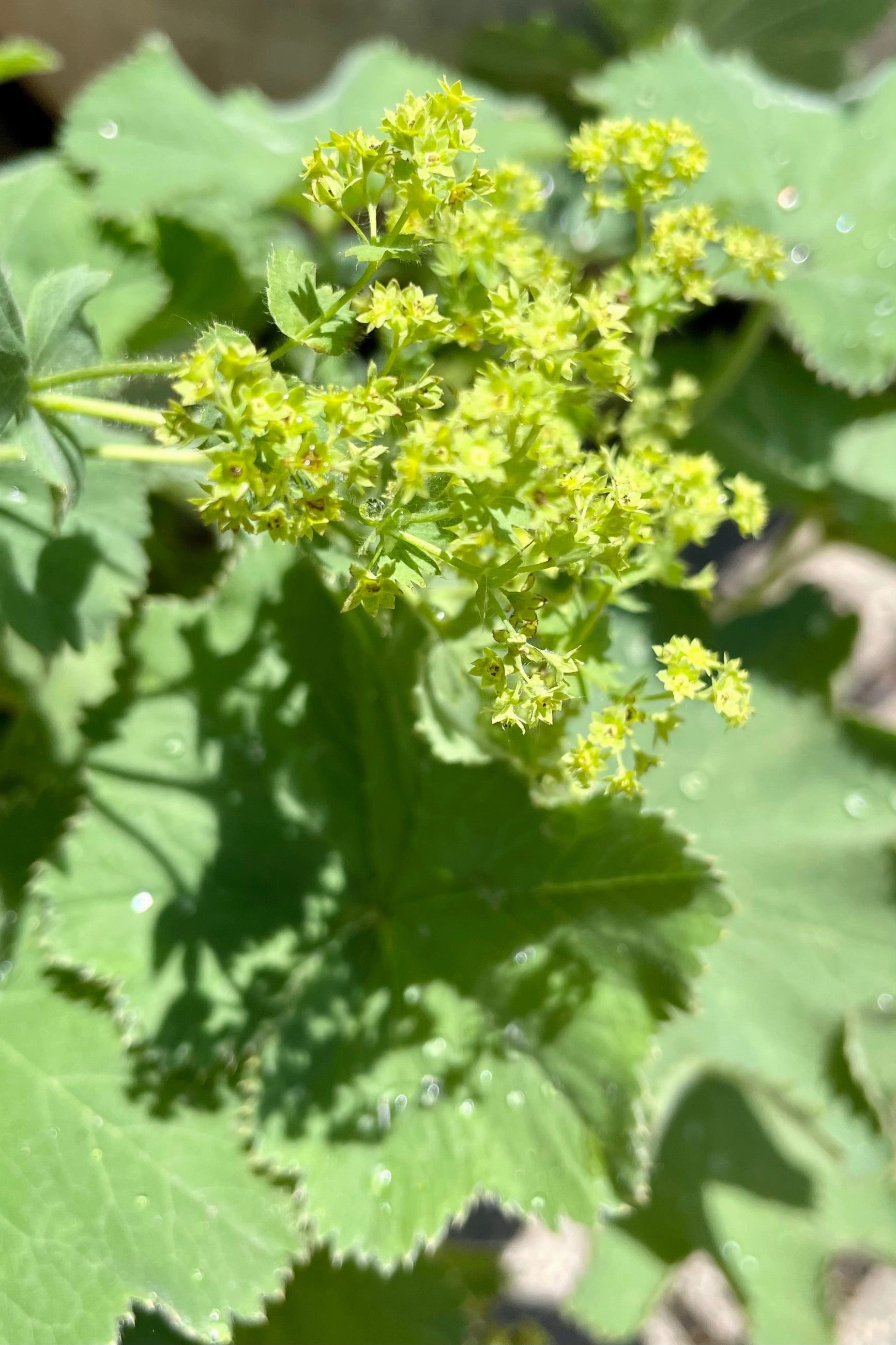 Alchemilla mollis #1