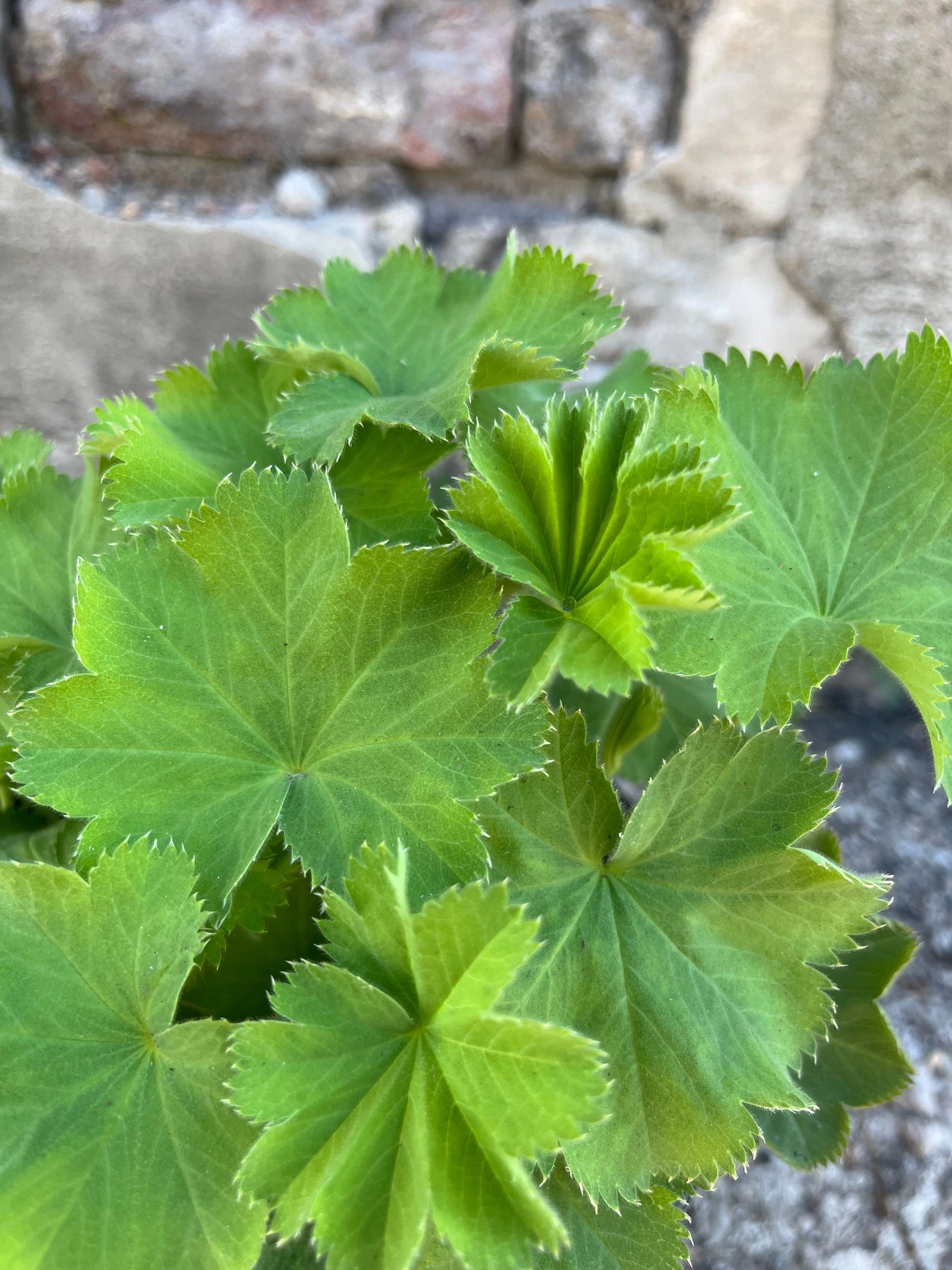 Alchemilla mollis #1