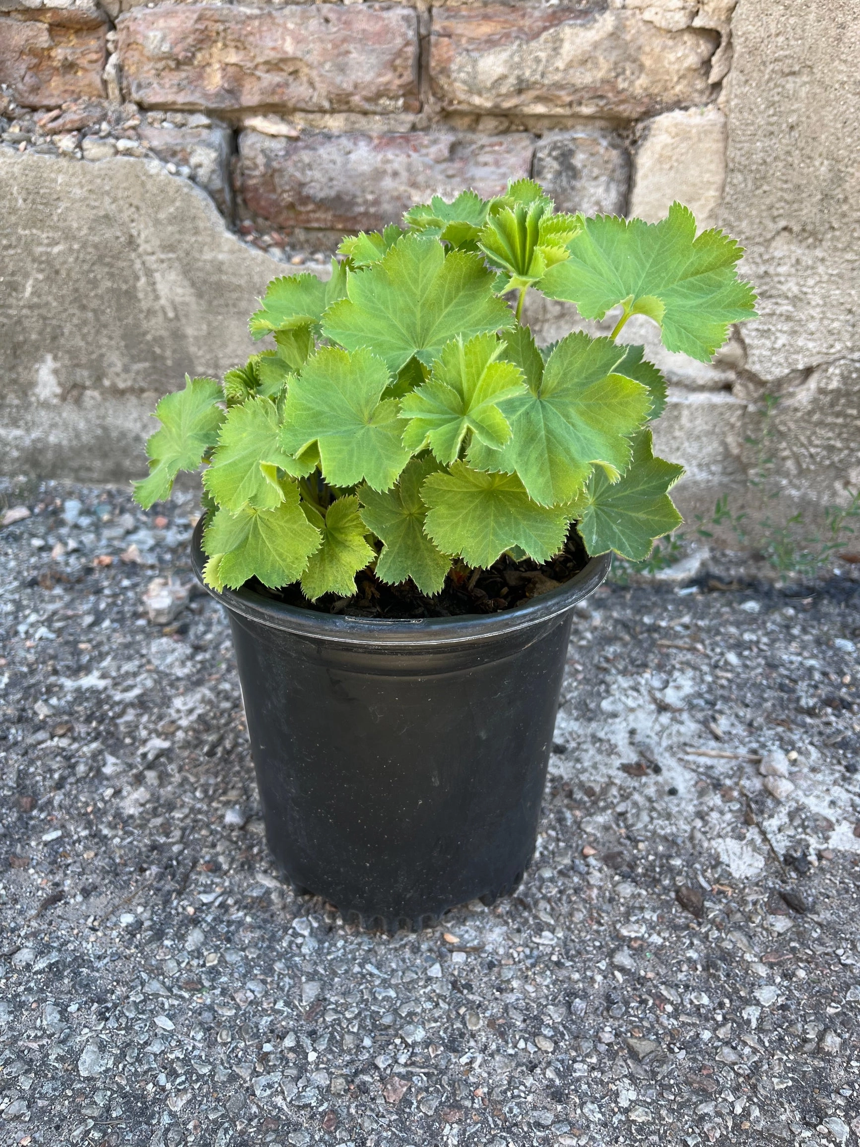 Alchemilla mollis #1