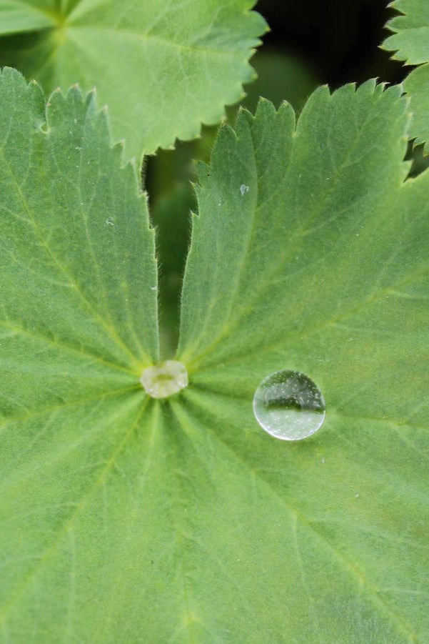Alchemilla mollis #1