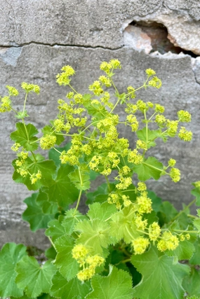 Alchemilla mollis #1 decorative flowerpot  