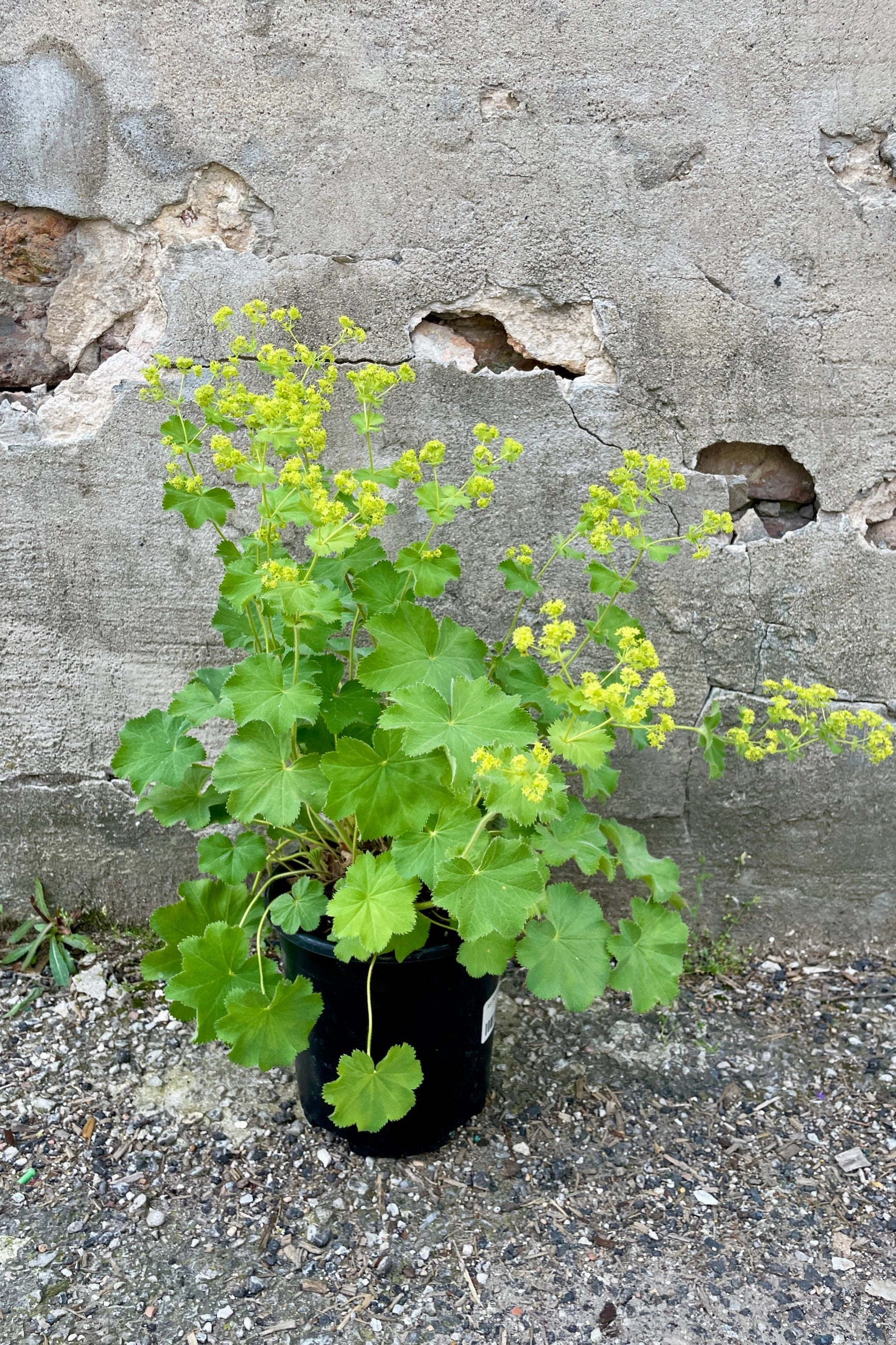 Alchemilla mollis #1