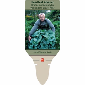 Alexander's Great Brunnera | Brunnera macrophylla 'Alexander's Great' single layer plant shelf  