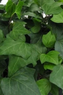 Algerian Ivy (assorted) 6"