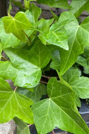 Algerian Ivy (assorted) 6" decorative flowerpot  