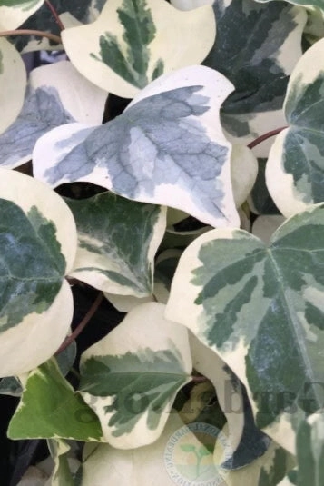 Algerian Ivy (assorted) 6"