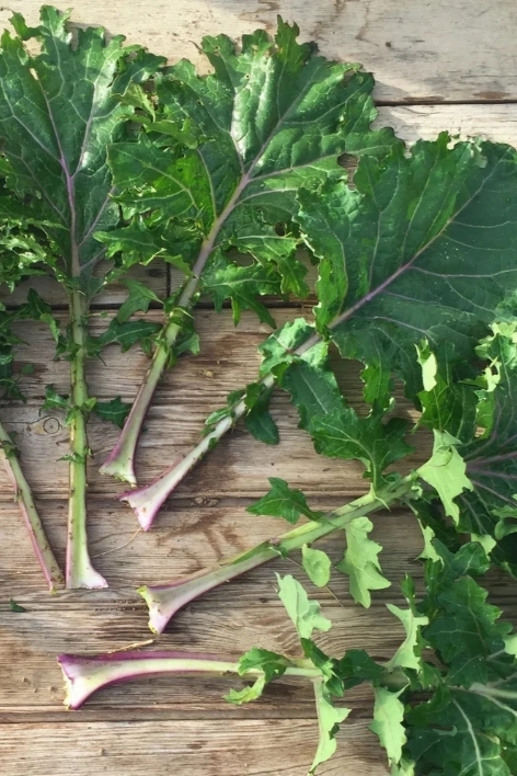 All Stars Kale Mix Art Pack Seeds