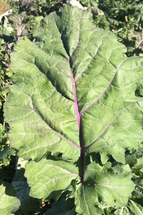 All Stars Kale Mix Art Pack Seeds