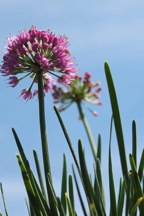 Allium 'Millenium' #1 decorative flowerpot  