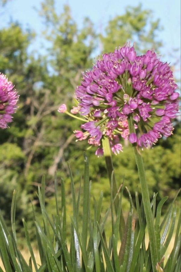 Allium 'Millenium' #1