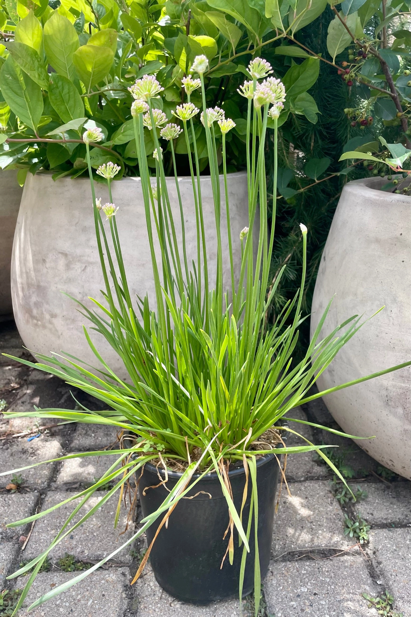 Allium 'Millenium' #1