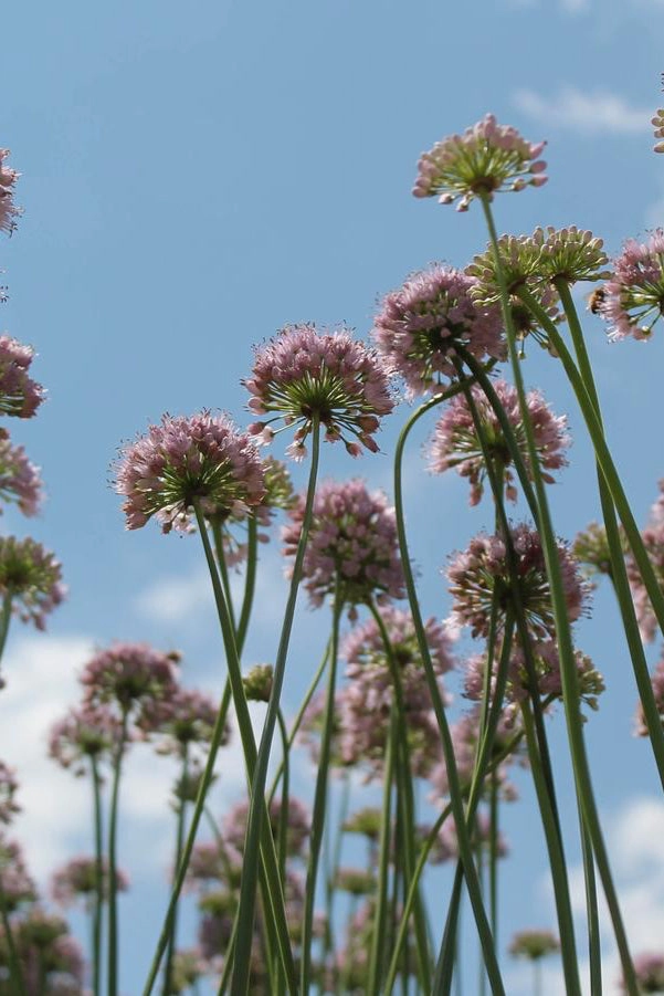 Allium s. 'Summer Beauty' #1
