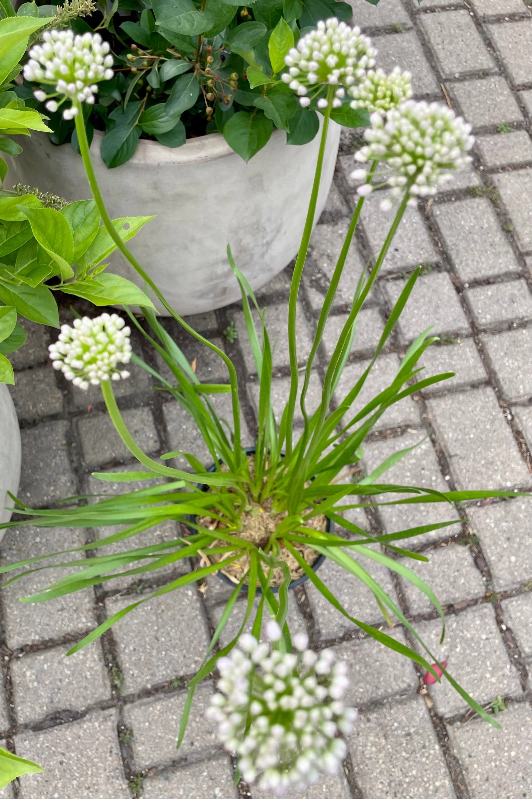 Allium s. 'Summer Beauty' #1