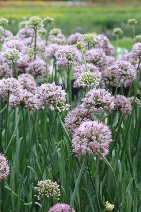 Allium s. 'Summer Beauty' #1