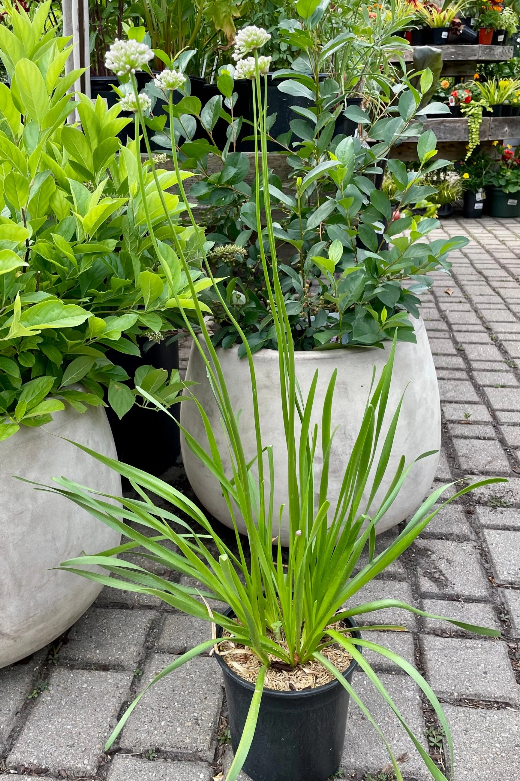 Allium s. 'Summer Beauty' #1