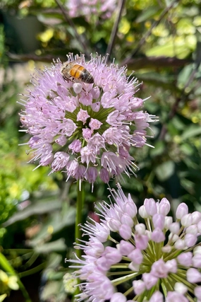 Allium s. 'Summer Beauty' #1 decorative flowerpot  