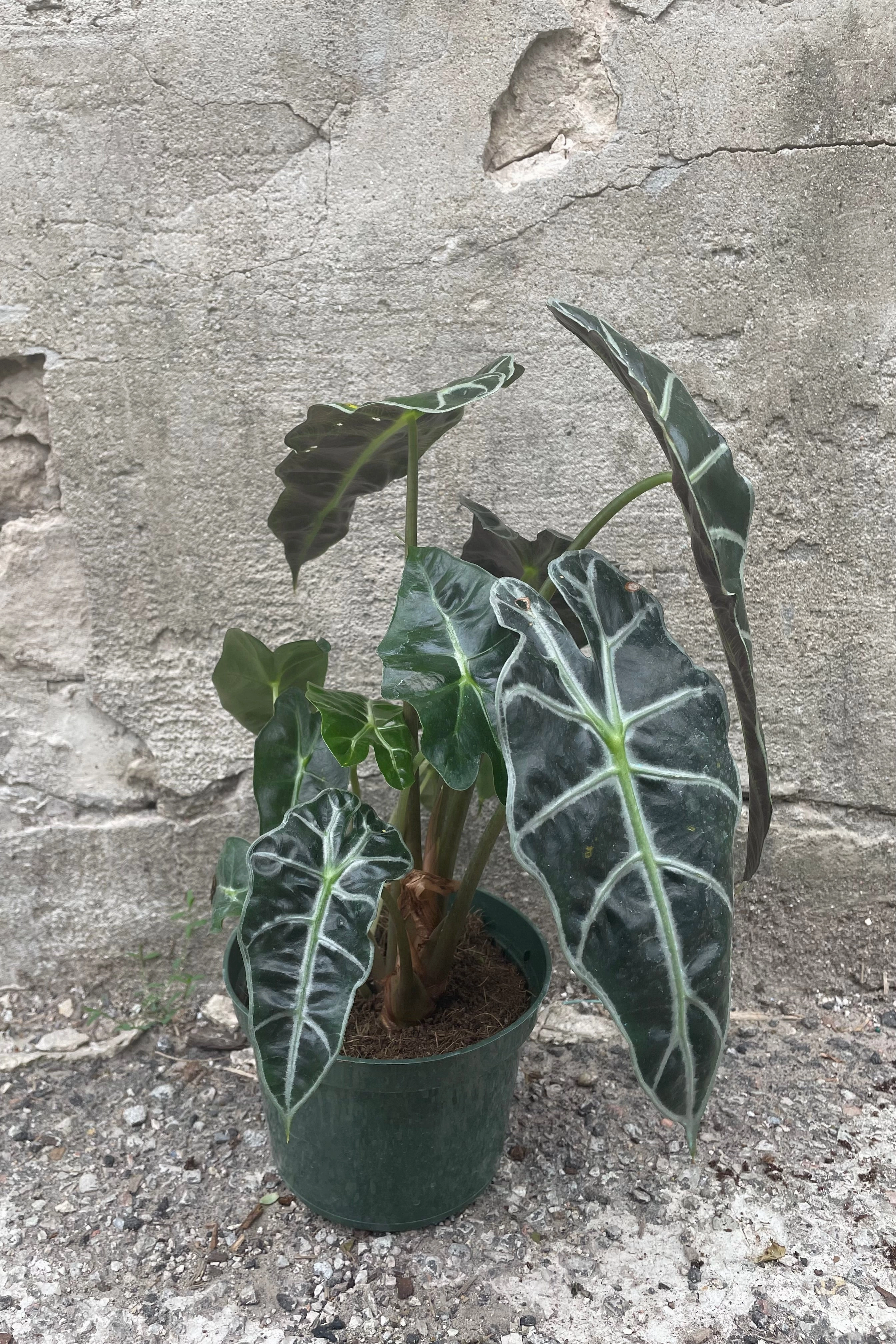 Alocasia 'Polly' 6"