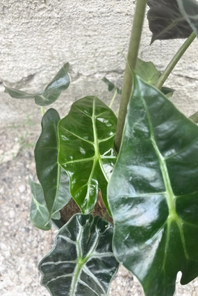 Alocasia 'Polly' 6" medium flower pot  