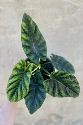 Alocasia baginda 'Dragon Scale' 6" medium flower pot  