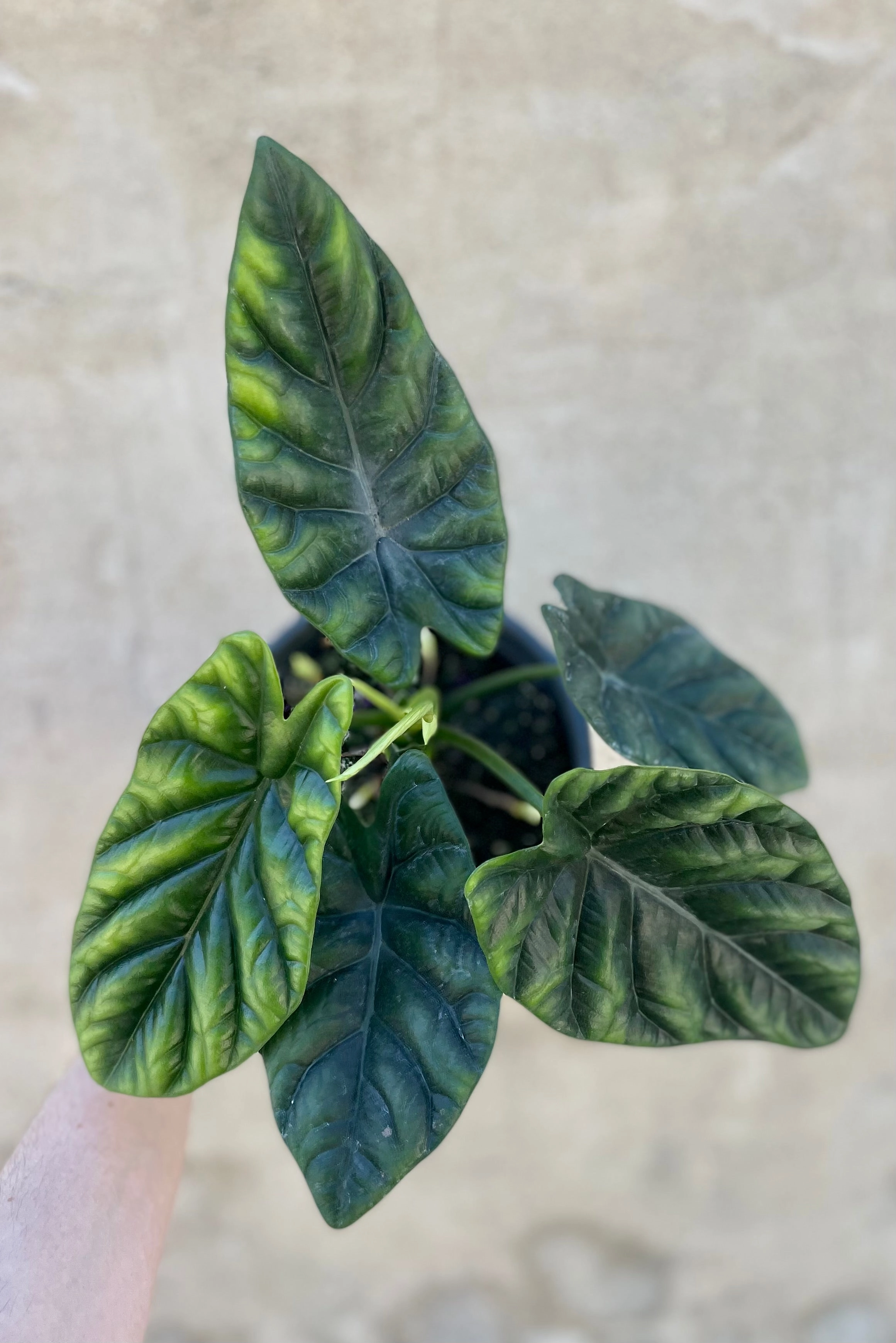 Alocasia baginda 'Dragon Scale' 6" medium flower pot  