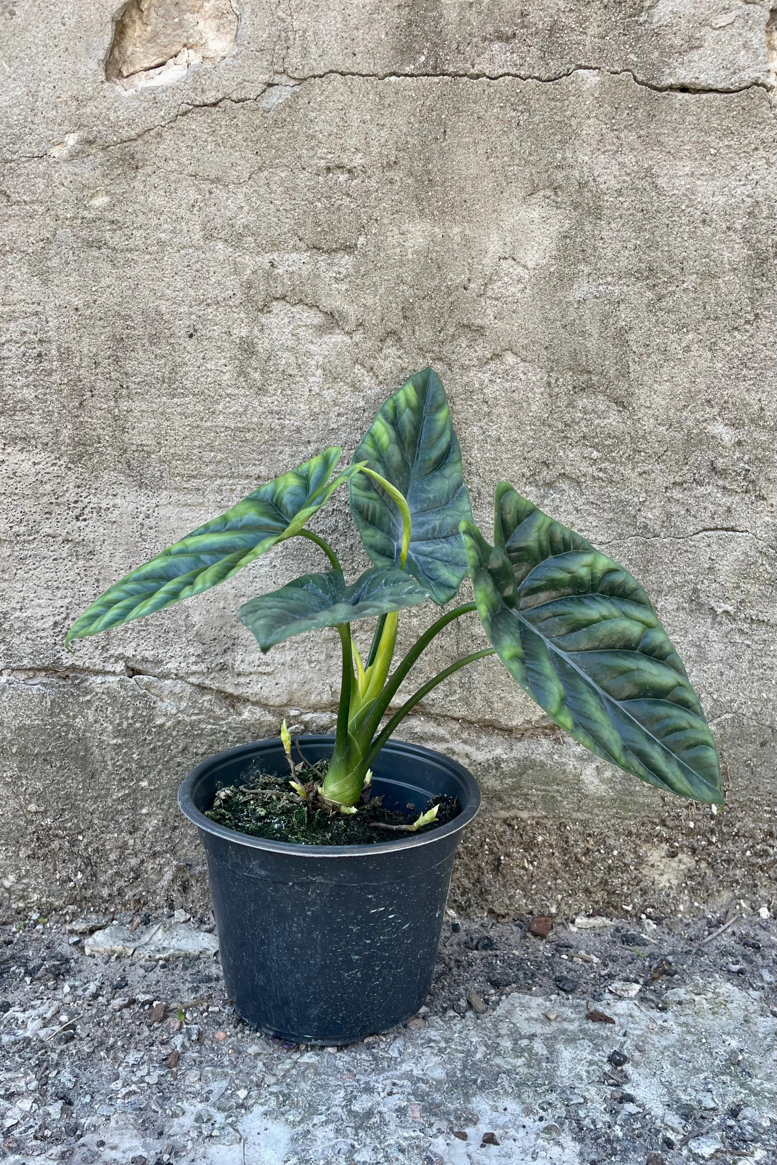 Alocasia baginda 'Dragon Scale' 6"