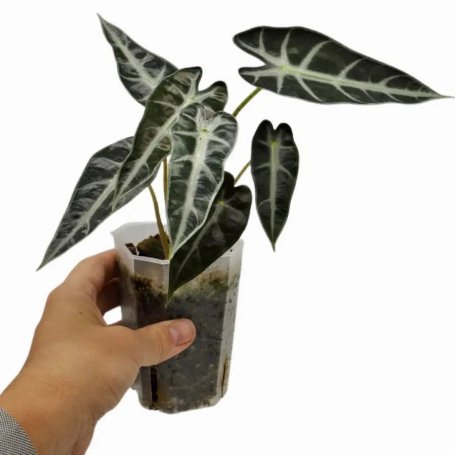 Alocasia bambino