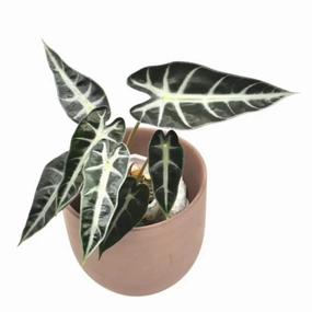  houseplant