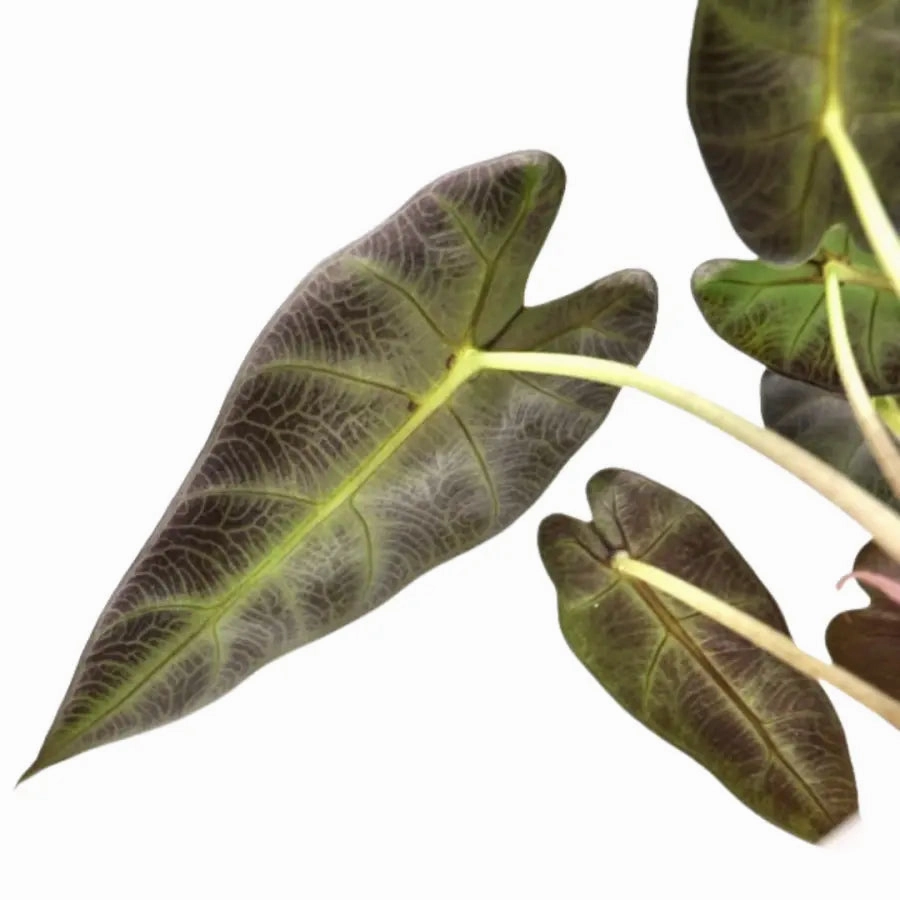 Alocasia bambino