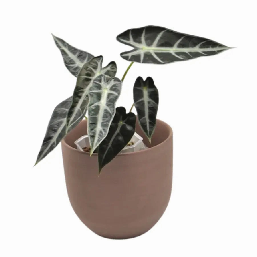 Alocasia bambino