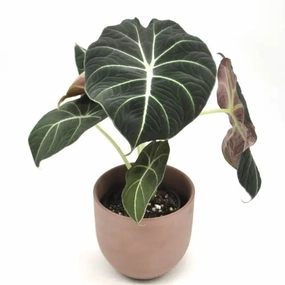 Alocasia Black Velvet large flower pot  